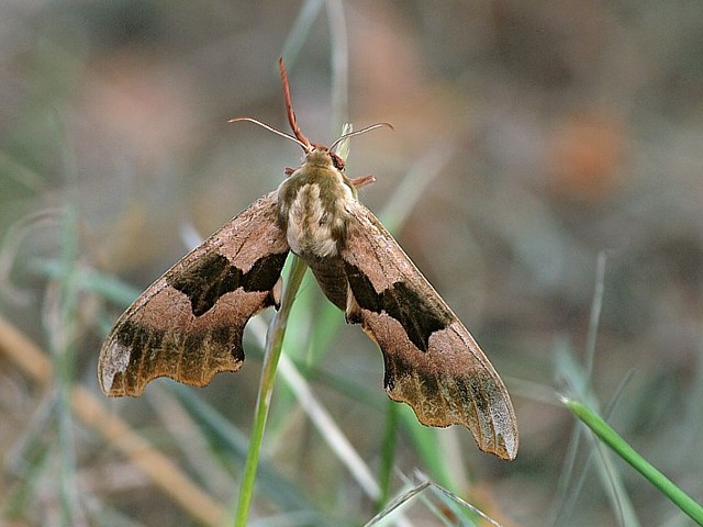 Sphinx du tilleul - mimas tiliae