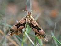 Sphinx du tilleul, mimas tiliae