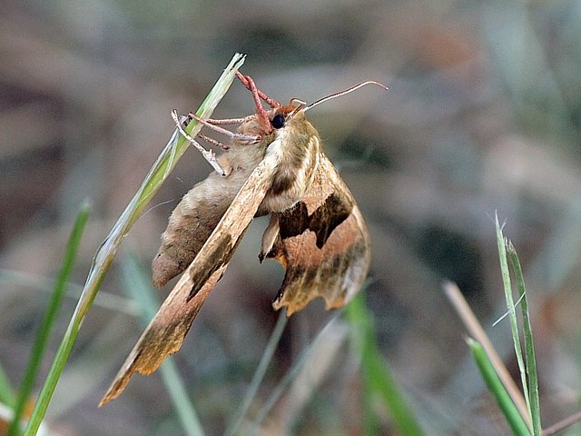 Sphinx du tilleul - mimas tiliae
