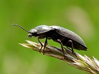 spondyle bupreste, spondylis buprestoides