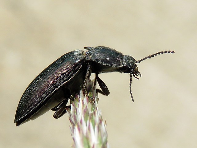 Spondyle bupreste, spondylis buprestoides
