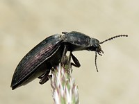 spondyle bupreste, spondylis buprestoides