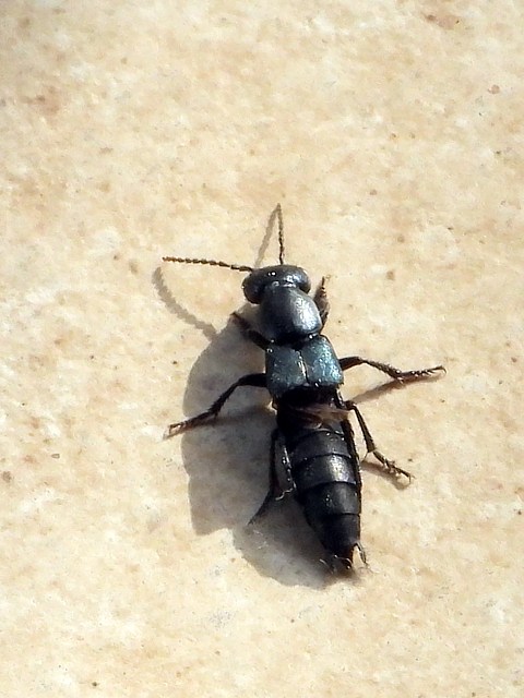 Staphylin odorant, ocypus olens