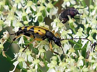 strangalia maculata
