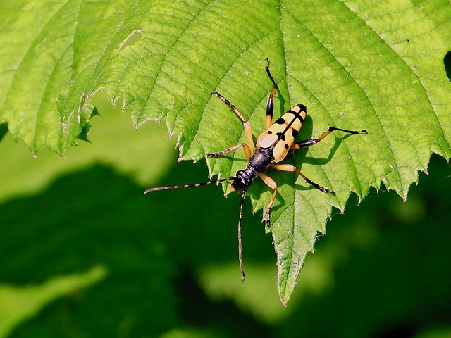 Strangalia, strangalia maculata