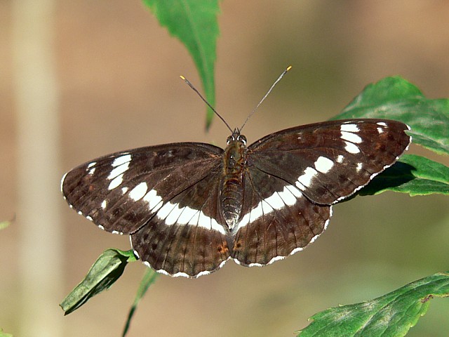 Petit sylvain, limenitis camilla