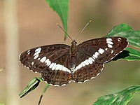 Petit sylvain, limenitis camilla