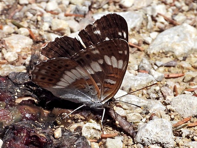 Petit sylvain, limenitis camilla