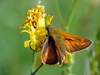 Sylvaine, ochlodes venatus