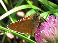 Sylvaine, ochlodes venatus