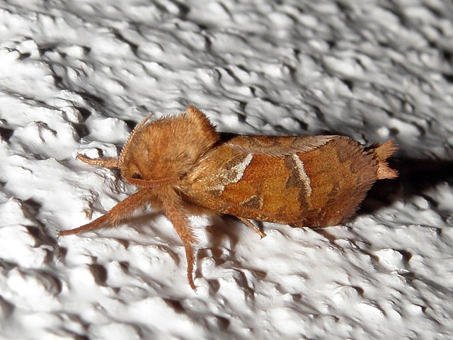Sylvine, triodia sylvina