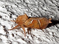 Sylvine, triodia sylvina