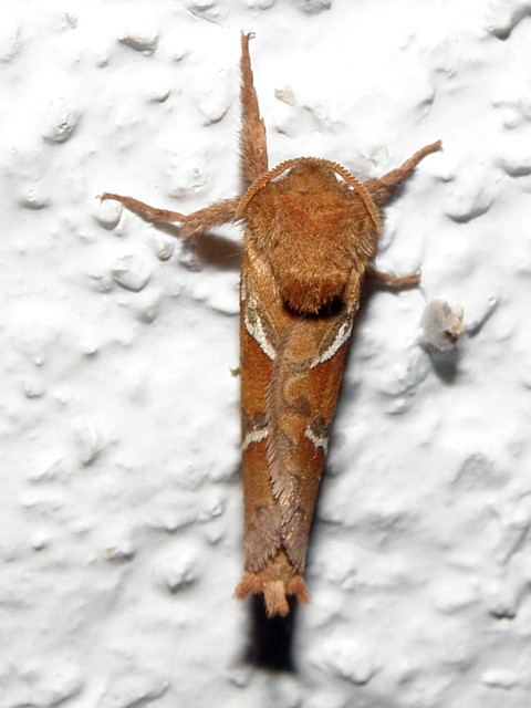 Sylvine, triodia sylvina