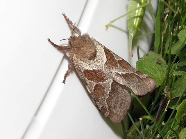 Sylvine, triodia sylvina