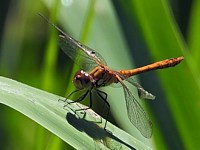 Sympétrum à corps déprimé, sympetrum depressiusculum