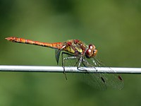 Sympétrum à côtés striés, sympetrum striolatum