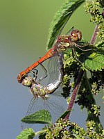 Accouplement de sympétrums à côtés striés