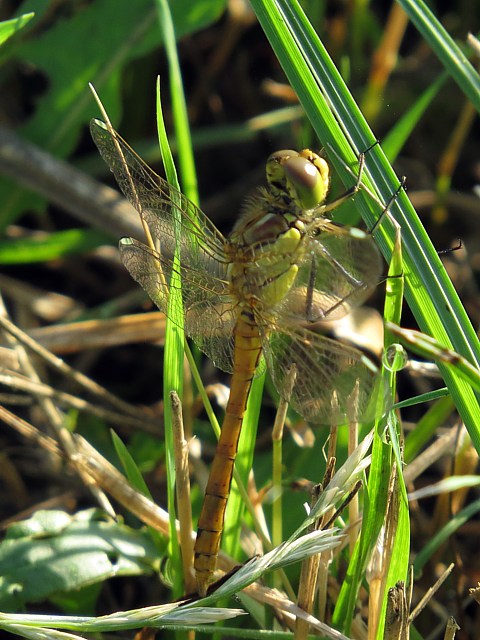 Symptrum mridional, sympetrum meridionale