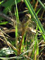 Sympétrum méridional, sympetrum meridionale