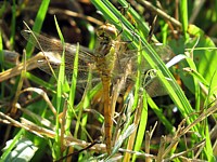 Sympétrum méridional, sympetrum meridionale