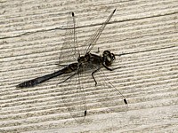 Sympétrum noir, sympetrum danae