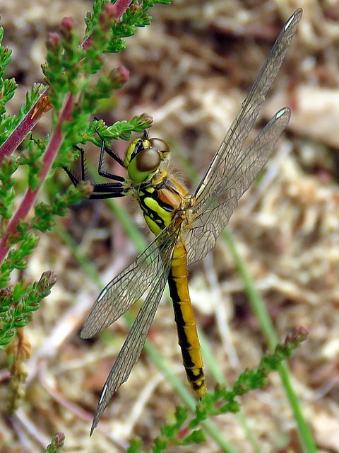 Femelle symptrum noir, sympetrum danae