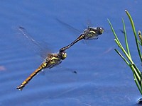 Sympétrum noir, sympetrum danae