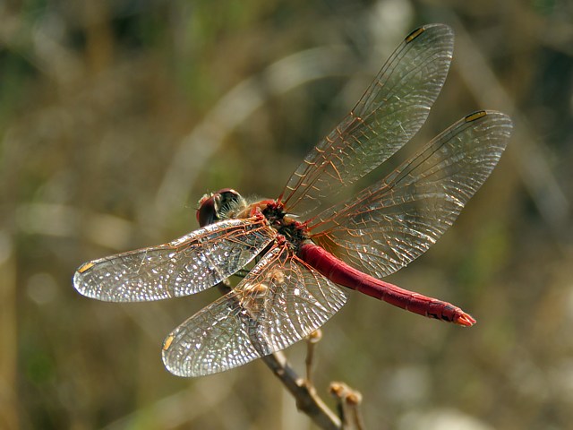 Sympétrum à nervures rouges, sympetrum fonscolombii