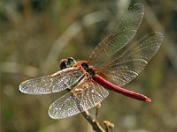 Sympétrum à nervures rouges, sympetrum fonscolombii