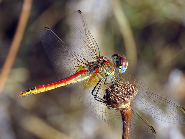 Symptrum  nervures rouges, sympetrum fonscolombii