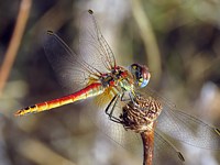 Sympétrum à nervures rouges, sympetrum fonscolombii