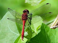 Femelle sympétrum à nervures rouges, sympetrum fonscolombii