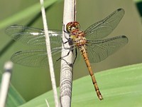 Femelle sympétrum rouge-sang, sympetrum sanguineum