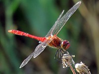 Sympétrum vulgaire, sympetrum vulgatum