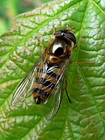 Syrphe, syrphus vitripennis