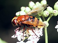 Syrphe