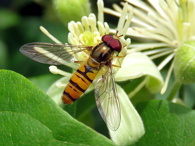 Syrphe ceintur, episyrphus balteatus