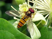 Syrphe ceinturé, episyrphus balteatus