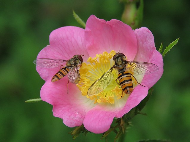Syrphe ceintur, episyrphus balteatus