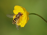 Syrphe du groseiller, syrphus ribesli