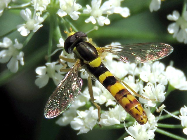 Syrphe porte-plume, sphaerophoria scripta