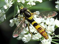 Syrphe porte-plume, sphaerophoria scripta
