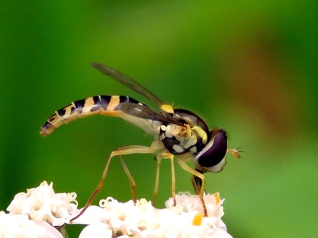 Syrphe porte-plume, sphaerophoria scripta