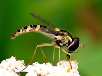 Syrphe porte-plume, sphaerophoria scripta