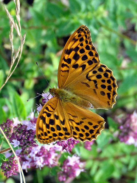 Tabac d'Espagne mâle, argynnis paphia