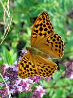 Tabac d'Espagne, mâle, argynnis paphia