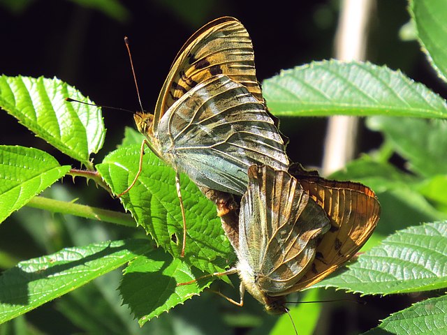 Tabac d'Espagne - argynnis paphia