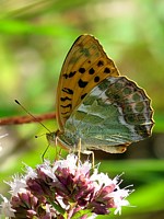 Tabac d'Espagne, argynnis paphia