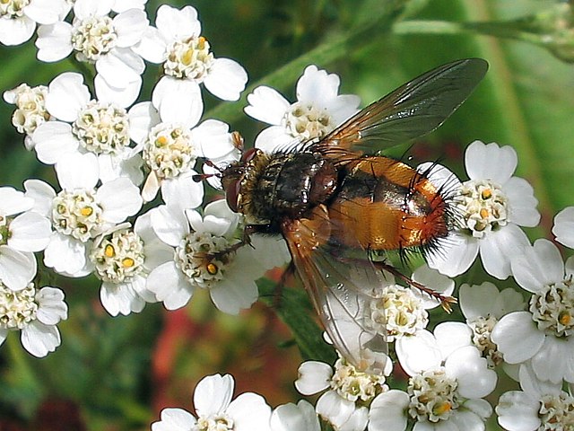 Tachinide - tachina fera