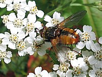 Tachinide, tachina fera